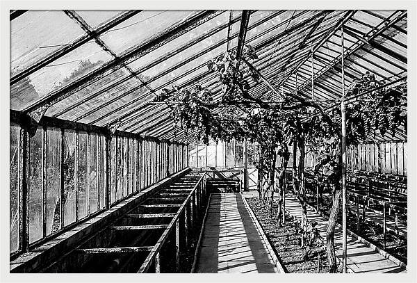 Old Garden Glasshouse With Grapes Growing