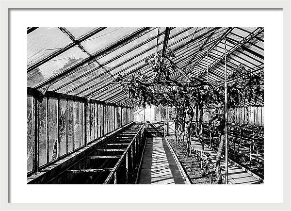 Old Garden Glasshouse With Grapes Growing