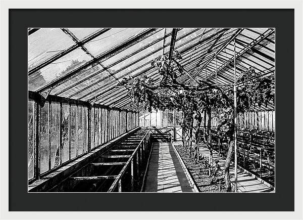 Old Garden Glasshouse With Grapes Growing