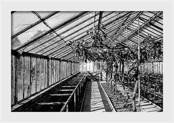 Old Garden Glasshouse With Grapes Growing