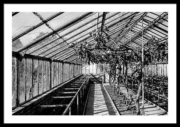 Old Garden Glasshouse With Grapes Growing