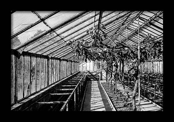 Old Garden Glasshouse With Grapes Growing