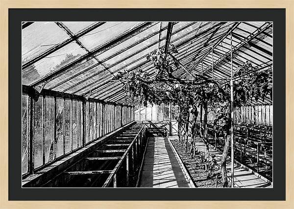 Old Garden Glasshouse With Grapes Growing