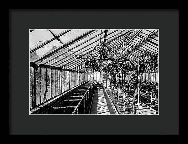 Old Garden Glasshouse With Grapes Growing