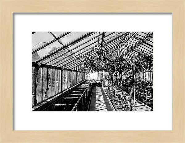 Old Garden Glasshouse With Grapes Growing