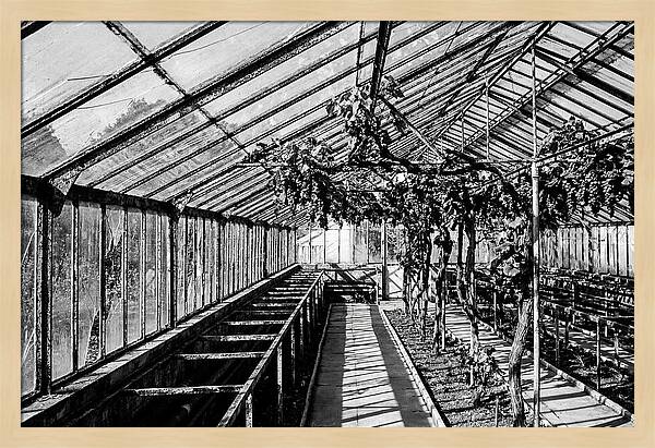 Old Garden Glasshouse With Grapes Growing