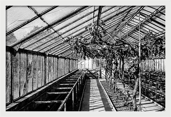 Old Garden Glasshouse With Grapes Growing