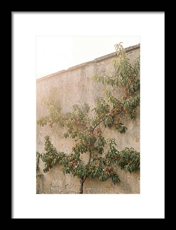 Old Garden Wall With Peaches