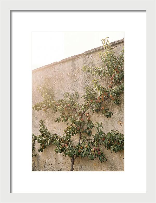 Old Garden Wall With Peaches