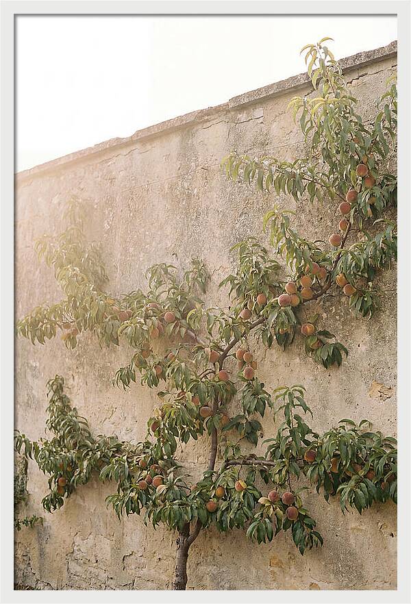 Old Garden Wall With Peaches