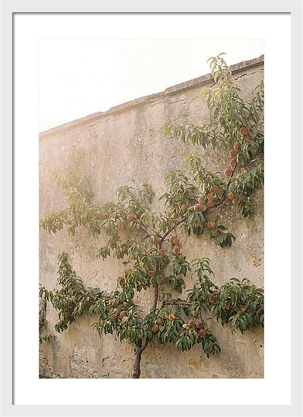 Old Garden Wall With Peaches