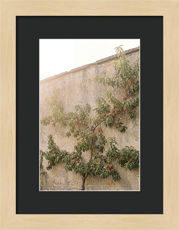 Old Garden Wall With Peaches