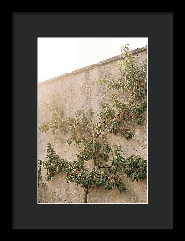 Old Garden Wall With Peaches