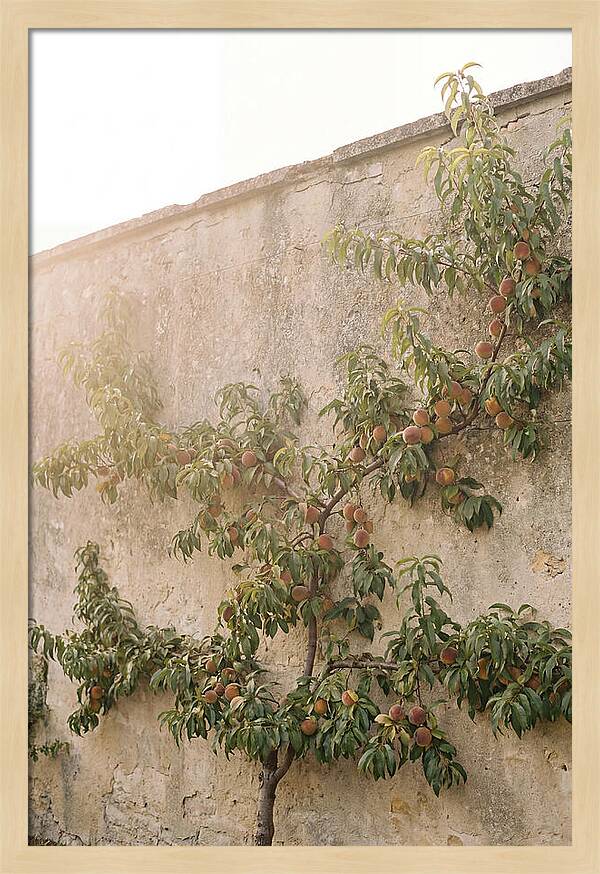 Old Garden Wall With Peaches