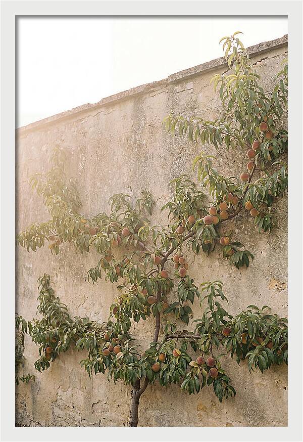 Old Garden Wall With Peaches
