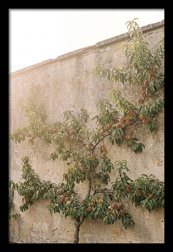 Old Garden Wall With Peaches
