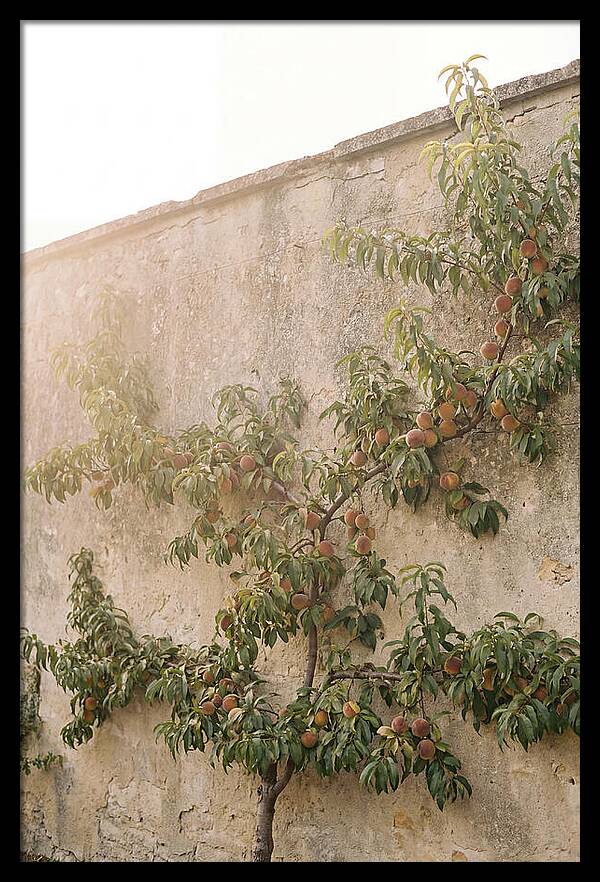 Old Garden Wall With Peaches