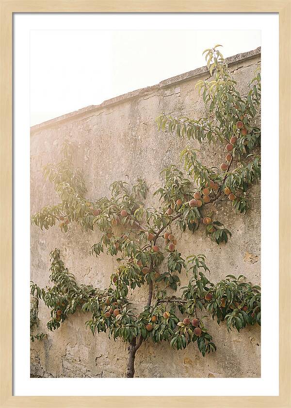 Old Garden Wall With Peaches