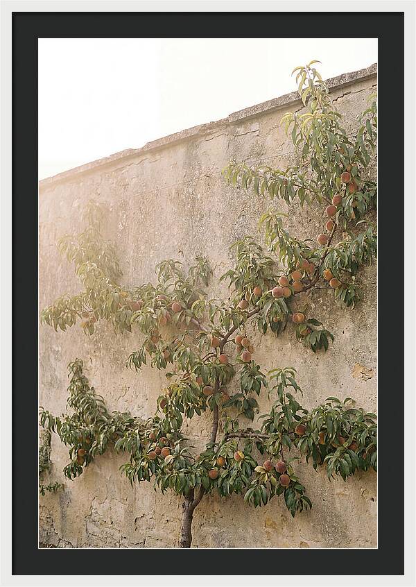 Old Garden Wall With Peaches