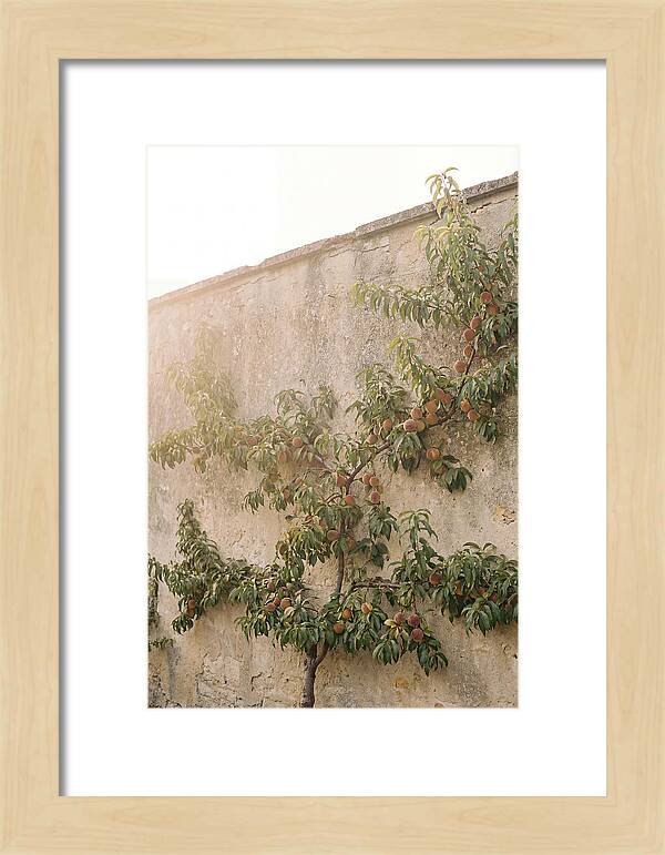 Old Garden Wall With Peaches