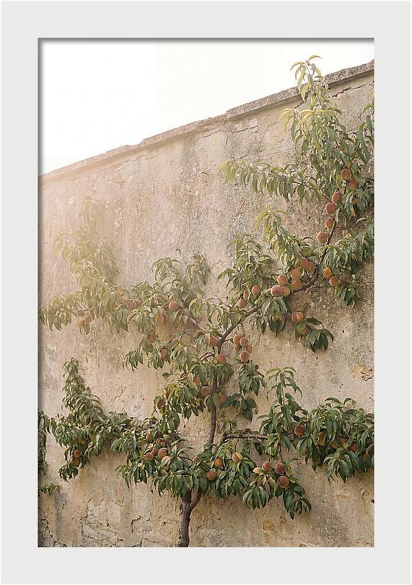 Old Garden Wall With Peaches