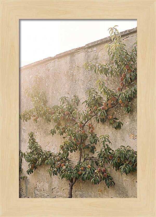 Old Garden Wall With Peaches