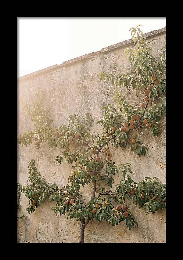 Old Garden Wall With Peaches