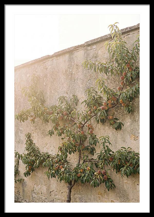 Old Garden Wall With Peaches
