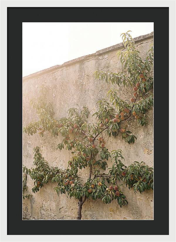 Old Garden Wall With Peaches