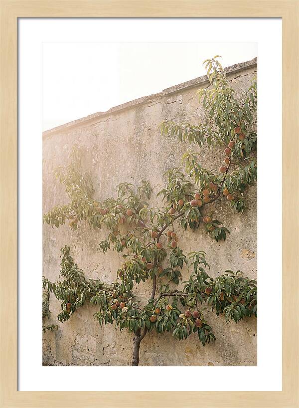 Old Garden Wall With Peaches