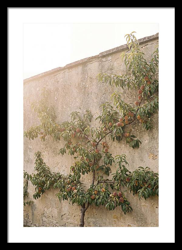 Old Garden Wall With Peaches