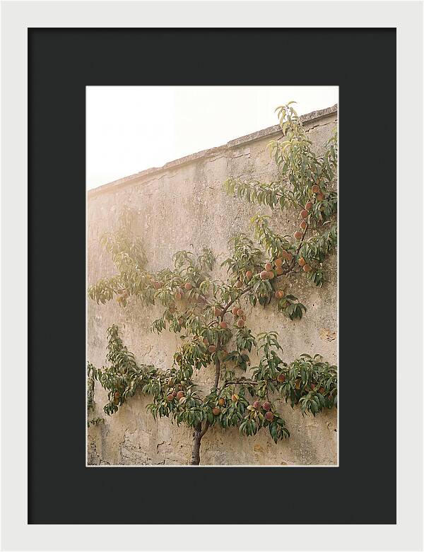 Old Garden Wall With Peaches