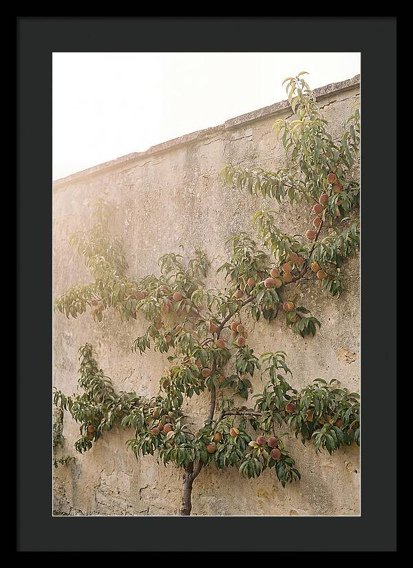 Old Garden Wall With Peaches