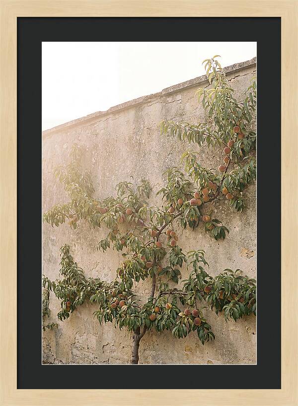 Old Garden Wall With Peaches