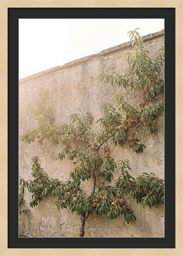 Old Garden Wall With Peaches