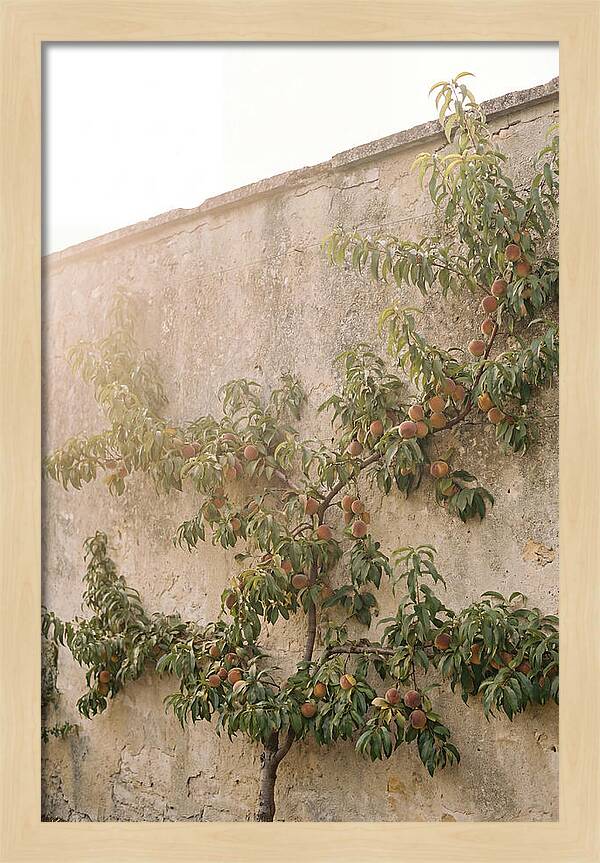 Old Garden Wall With Peaches