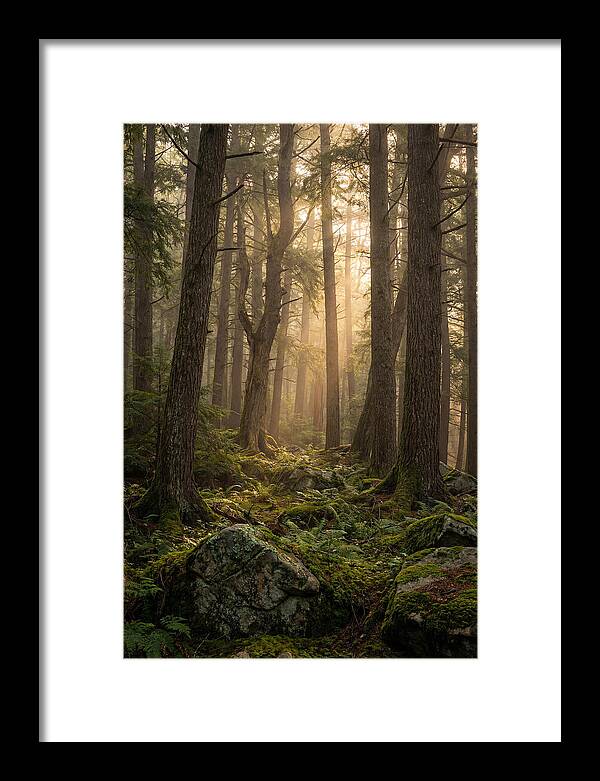 Old Growth Serenity In Bankhead