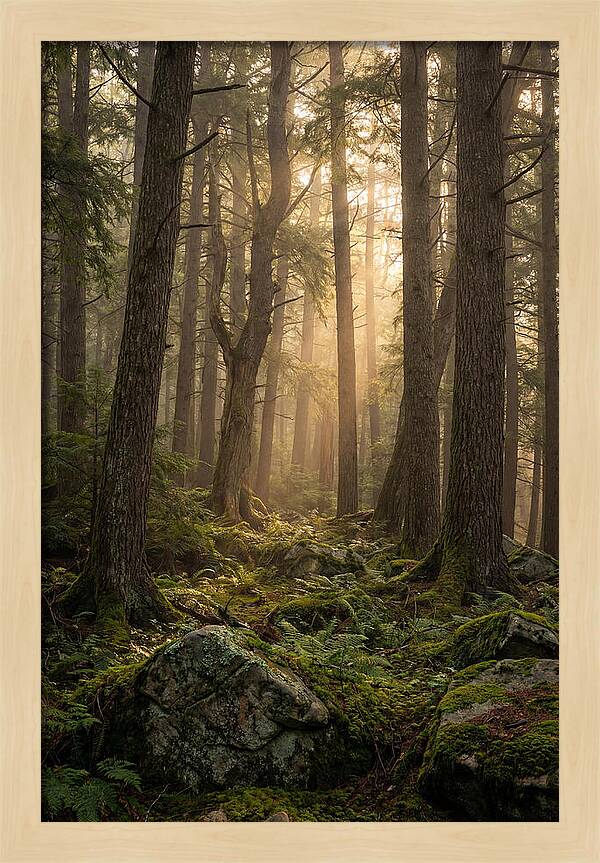 Old Growth Serenity In Bankhead