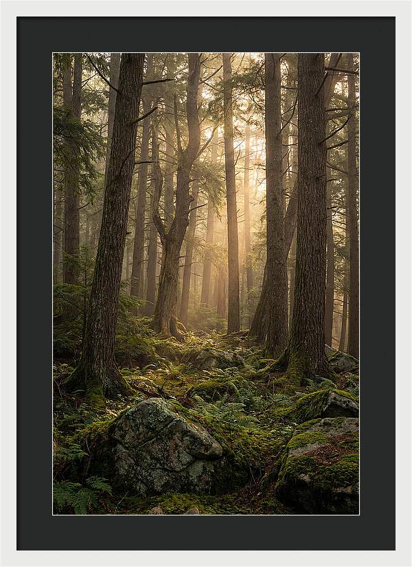 Old Growth Serenity In Bankhead