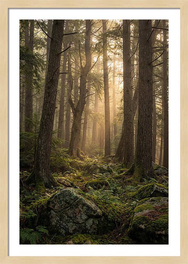 Old Growth Serenity In Bankhead