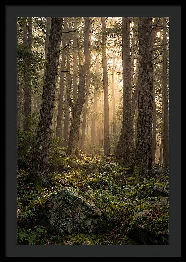 Old Growth Serenity In Bankhead