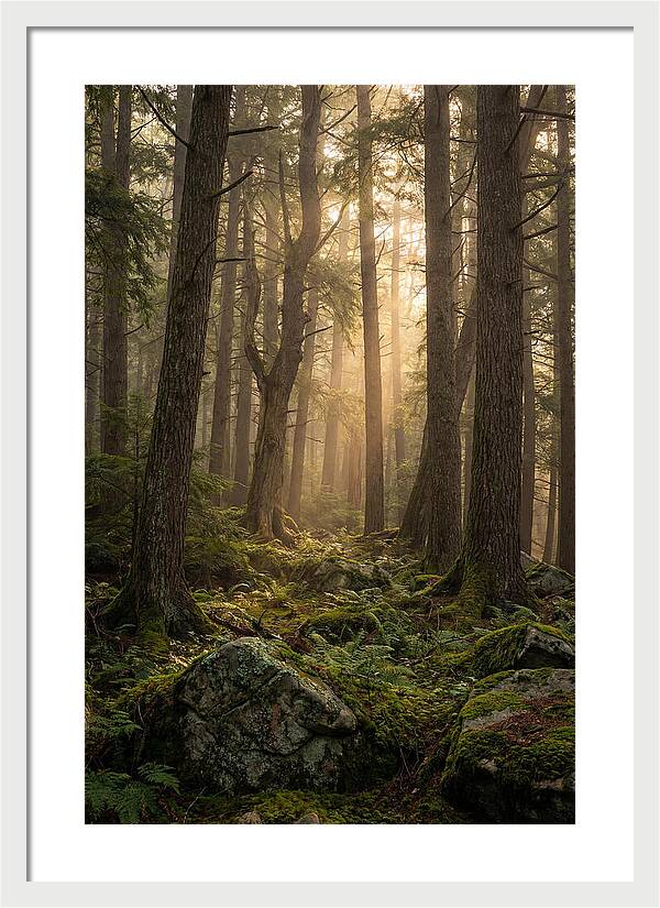 Old Growth Serenity In Bankhead