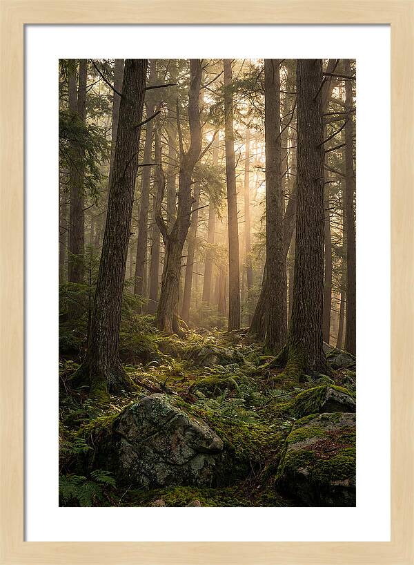 Old Growth Serenity In Bankhead