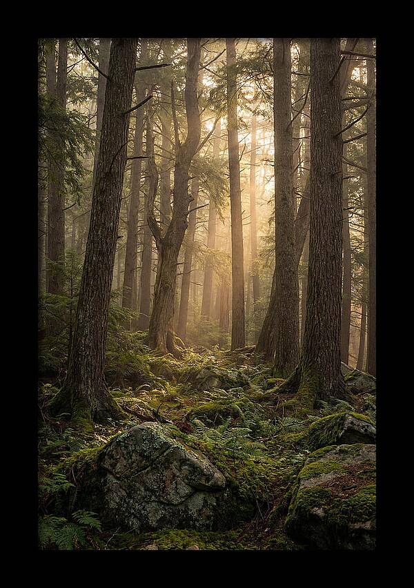 Old Growth Serenity In Bankhead