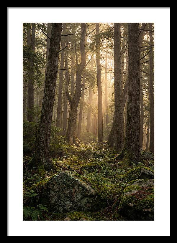 Old Growth Serenity In Bankhead
