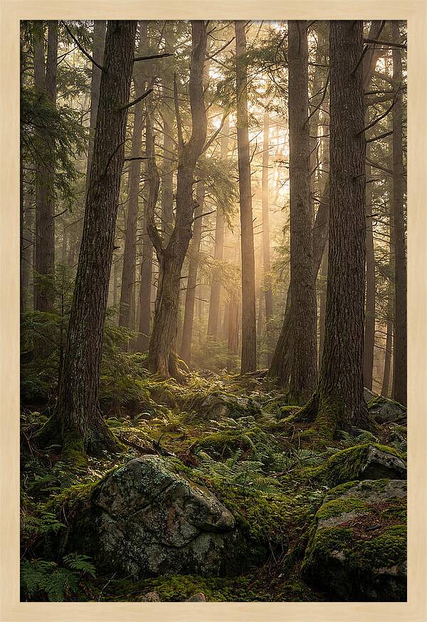 Old Growth Serenity In Bankhead