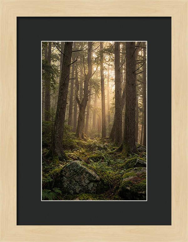 Old Growth Serenity In Bankhead