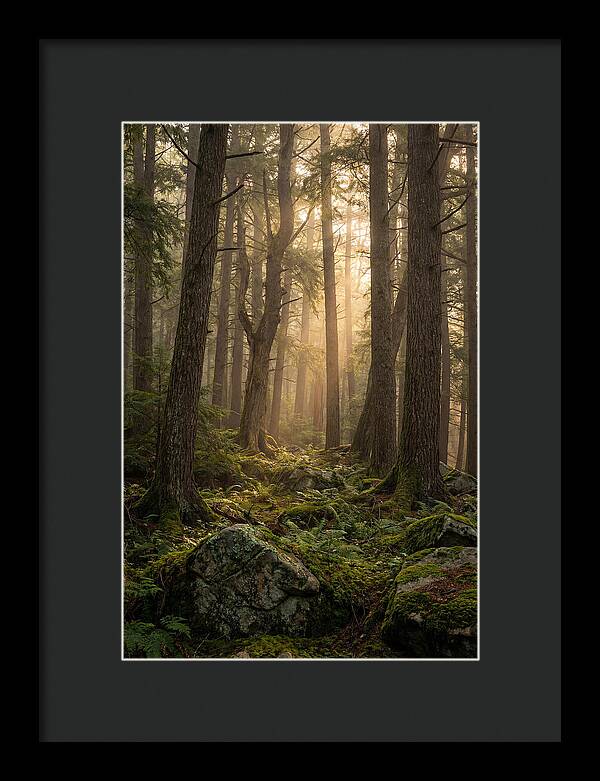 Old Growth Serenity In Bankhead