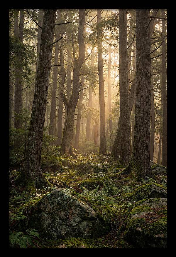 Old Growth Serenity In Bankhead