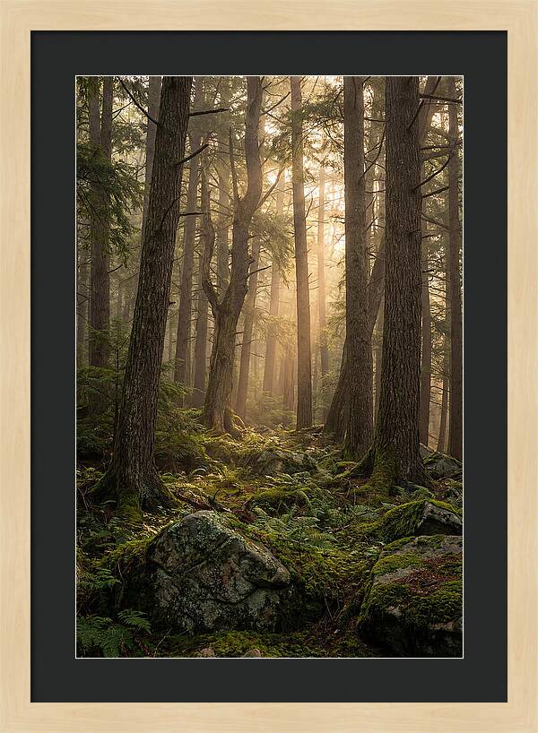 Old Growth Serenity In Bankhead